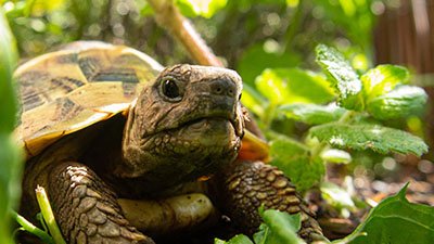 What Are the Differences Between Turtles and Tortoises?