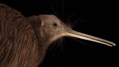 What Are Kiwi Birds?