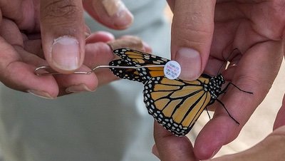 We Went Monarch Tagging