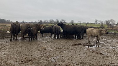 Meeting Water Buffalo at a Dairy Farm