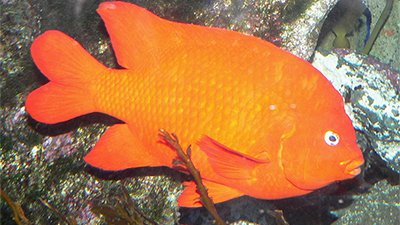 Snorkeling with the Garibaldi(and a Surprise Mammal Showed Up!)
