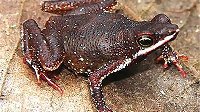 Tiny Singing Frogs in South America!