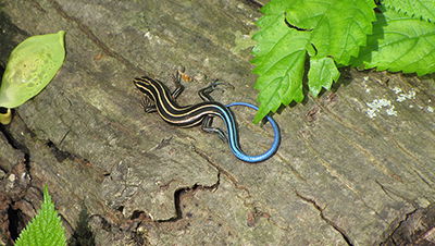 Have You Seen This Lizard?