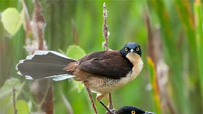 Mystery Songbird that Loves Swamps