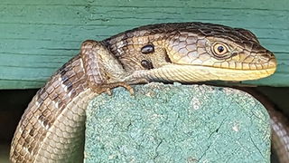 Lizard, Snake, or Worm?