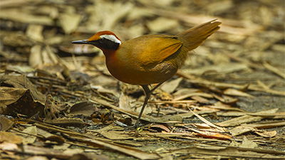 Songbird that Sounds Like a Frog