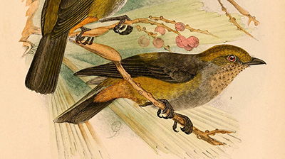 An Elusive Bird