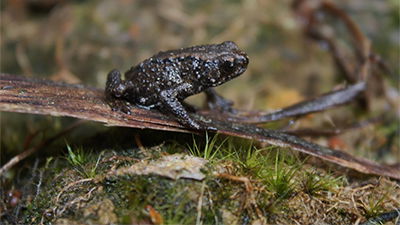 Another Unique Amphibian!