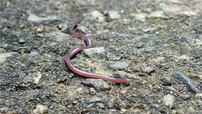 SSSubterranean, SSSightless, SSSSSSSnake!