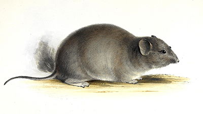 It’s Not a Rat!