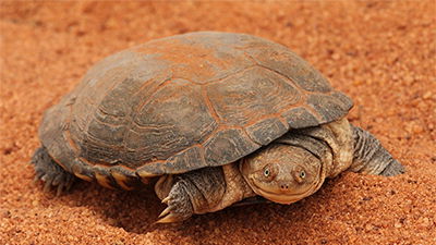 Side-Necked Turtle