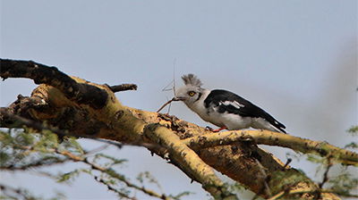 Bedhead Bird
