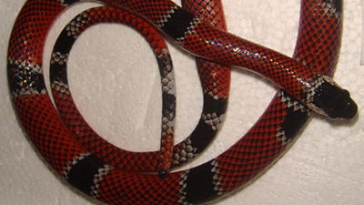 Venomous or Not?