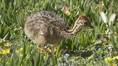 Fastest Running Bird<br/> (As an Adult)