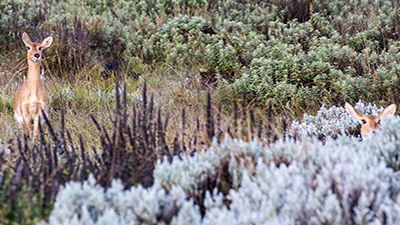 What’s Hiding in the Savannah?