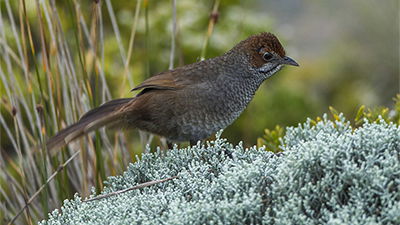 Small Songbirds Down Under