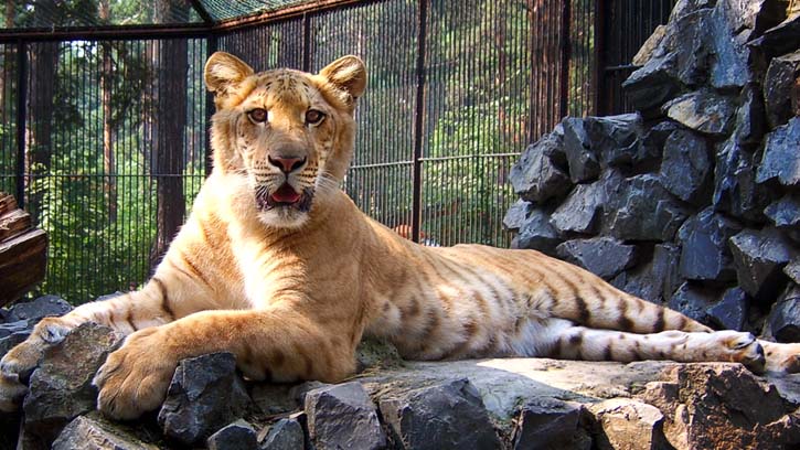 Where Do Ligers Live?