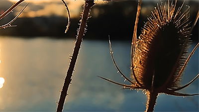 Burdock Thistle