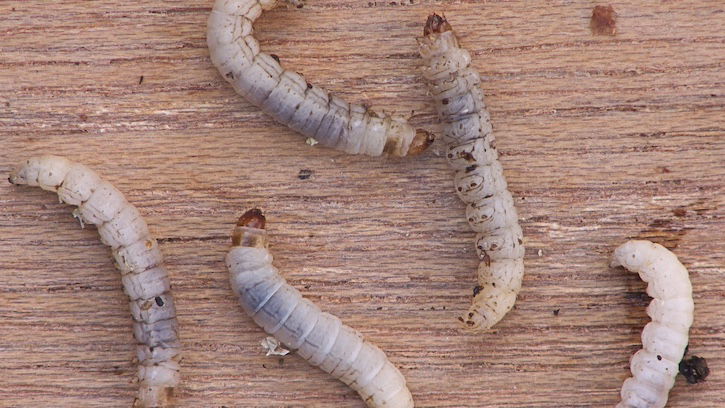 Tiny Caterpillar Eats Plastic Bags