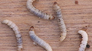 Tiny Caterpillar Eats Plastic Bags