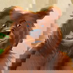 Champ the Grizzly Bear