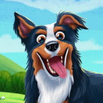 Guide the Border Collie