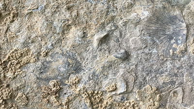 Fossils in Cove Springs