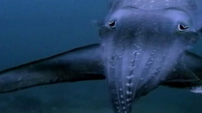 <i>Incredible Creatures That Defy Evolution</i>—Cuttlefish Excerpt