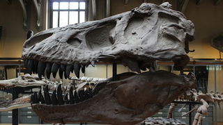 If Dinosaurs Were Real, Why Aren’t They Still Alive?