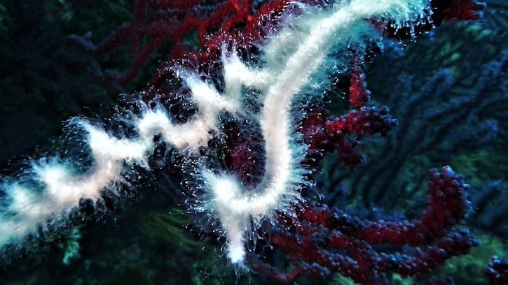 Siphonophores—Dream Teams of the Deep Sea