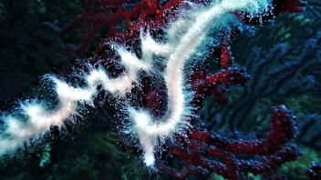 Siphonophores—Dream Teams of the Deep Sea