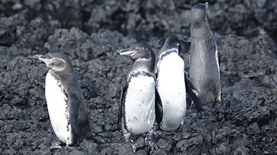 Galápagos Penguin