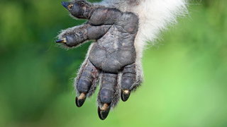 Marsupial Fingerprints: Hands Made for Gripping and Identifying