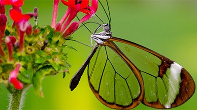 Glasswing Butterflies: Mirroring the Maker
