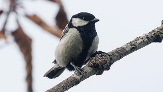 Weather and Animal Adaptations