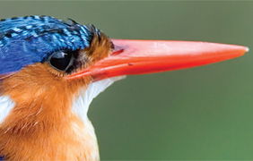 Kingfishers