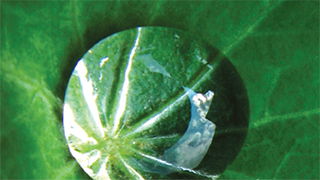 Lotus Leaves