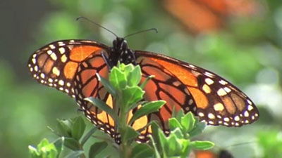 Metamorphosis
