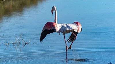 Pretty Popular Pink Flamingos