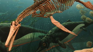 Are There Sea Monsters in the Ocean?