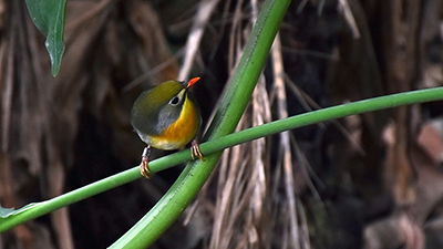 Hawaiian Birds: Aloha, Island Adaptations