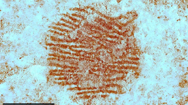 The Red-Nosed Rock with the World’s Oldest Fingerprint!