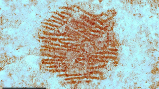 The Red-Nosed Rock with the World’s Oldest Fingerprint!