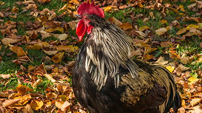 Rooster Earplugs