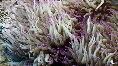 Sea Anemones: Complex Simple Creatures
