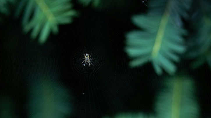Spiders Use Fireflies as Glowing Traps