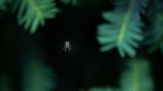 Spiders Use Fireflies as Glowing Traps