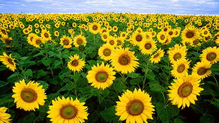 Why Do Sunflowers Face the Sun?
