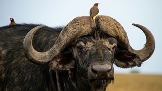 Horns and Antlers: Heavy Headgear