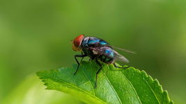 Real-Life Insect Detectives